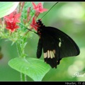 Cattleheart Swallowtail 牛心燕尾蝶