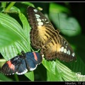 Brown Clipper Butterfly 棕快艇蝴蝶