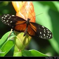 Orange Tiger Longwing 虎紋斑蛺蝶