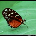 Orange Tiger Longwing 虎紋斑蛺蝶