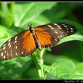 Orange Tiger Longwing 虎紋斑蛺蝶