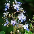 藍蝴蝶/紫蝶花 Blue Butterfly Bush、Blue Glory Bower