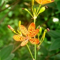 （射在這裡唸作「葉」）
鳶尾科 是台灣原生的多年生草本植物葉互生，葉片扁平，葉形像劍一般。  
橙色花頂生，花瓣六片呈橘黃色，有深紅色斑點。

台北市挹翠山莊
2006/11/25