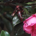 褐長腳蜂，胡蜂科
全身為紅褐色,腹部帶有一圈圈黑色橫紋，分布於低、中海拔地區。

台北陽明山後山公園
2006/11/26