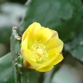 Prickly Pear 仙人掌花