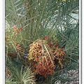 Date Palm