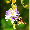 Carpenter Bee 木椽蜂(竹蜂)