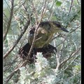 Great-tailed Grackle