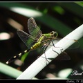 Green Damer drangonfly 杜松蜻蜓