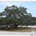 Live Oak tree