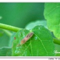 Adult Leafhopper Assassin Bug