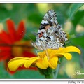 American Lady or American Painted Lady 赤蛺蝶、斑赤蛺蝶