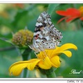 American Lady or American Painted Lady 赤蛺蝶、斑赤蛺蝶