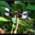 Four-spotted Pennant 雙截蜻蜓
