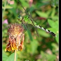 Eastern Pondhawk 蜻蜓(雌)