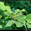 Eastern Pondhawk 蜻蜓(雌)