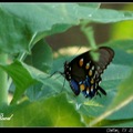 Pipevine Swallowtail 馬兜鈴鳳蝶