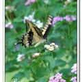 Thoas Swallowtail 金鳳蝶