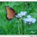 Monarch Butterfly 帝王斑蝶、黑脈樺斑蝶