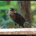 Boat-tailed Grackle 寬尾擬八哥(雌鳥)?