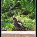 Boat-tailed Grackle 寬尾擬八哥(雌鳥)