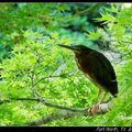 Night Heron 夜鷺