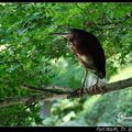 Night Heron 夜鷺