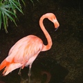 Flamingo 火鶴