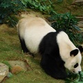 大熊貓 Panda 3