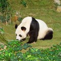 大熊貓 Panda 2