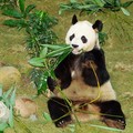 大熊貓 Panda1
