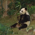 大熊貓 Panda 4