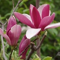 木蘭科落葉小灌木，花朵粉紅帶紫。
2004/4 北京 玉淵潭公園
