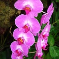 蝴蝶蘭 Phalaenopsis