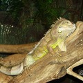 綠鬣蜥 Green Iguana