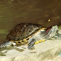 龜：巴西龜 Common Slider