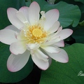 荷花 Lotus