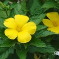 Yellow Elder 黃時鐘花