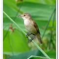 Clamorous Reed Warbler 噪大葦鶯