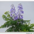 Jacaranda mimosifolia 藍花楹