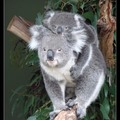 Koala 無尾熊