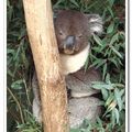 Koala 無尾熊