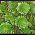 Aeonium 蓮花掌