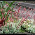 石蓮 Ghost Plant、Mother of Pearl Plant