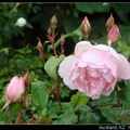 01 玫瑰 Rose - 1