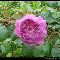 01 玫瑰 Rose - 2
