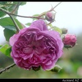 01 玫瑰 Rose - 3