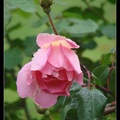 01 玫瑰 Rose - 5