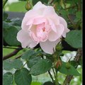 01 玫瑰 Rose - 6