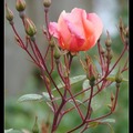 01 玫瑰 Rose - 8